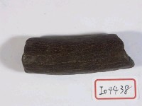 藏品(鹿角)的圖片